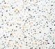 1157 Sunrise Terrazzo